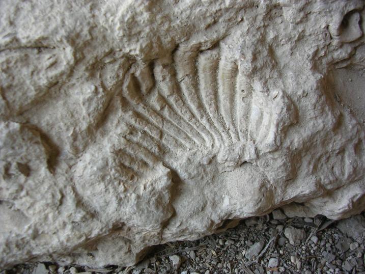 Sea Shells