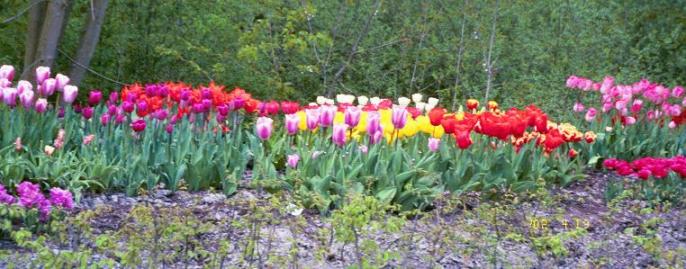 Tulips