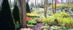Forest Scene