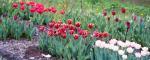 More Tulips